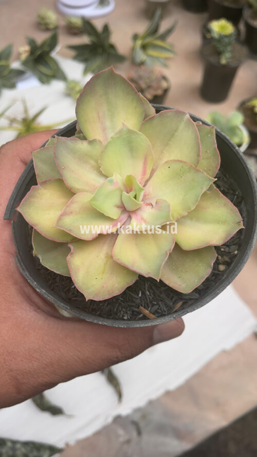 Echeveria Monster, real gallery image #8 plants. Picture taken directly from kaktus.id community Echeveria farmer green houses.