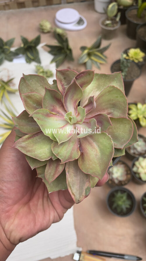 Echeveria Monster, real gallery image #25 plants. Picture taken directly from kaktus.id community Echeveria farmer green houses.