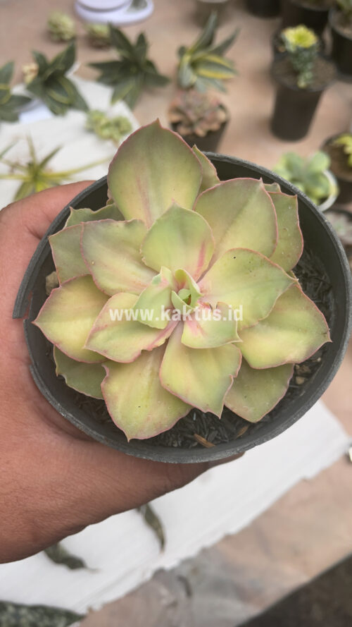 Echeveria Monster, real gallery image #7 plants. Picture taken directly from kaktus.id community Echeveria farmer green houses.