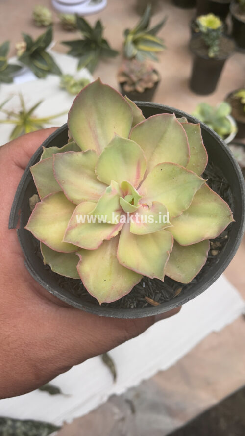 Echeveria Monster, real gallery image #5 plants. Picture taken directly from kaktus.id community Echeveria farmer green houses.