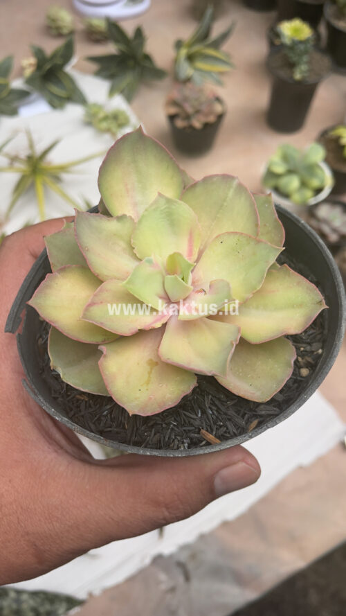 Echeveria Monster, real gallery image #3 plants. Picture taken directly from kaktus.id community Echeveria farmer green houses.