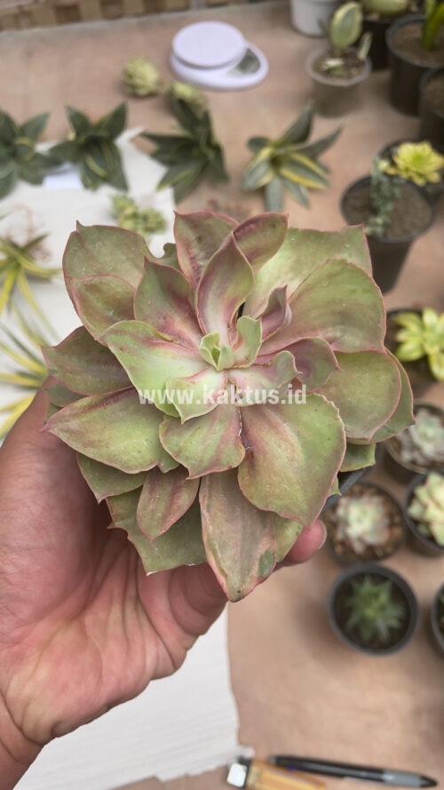 Echeveria Monster, real gallery image #24 plants. Picture taken directly from kaktus.id community Echeveria farmer green houses.