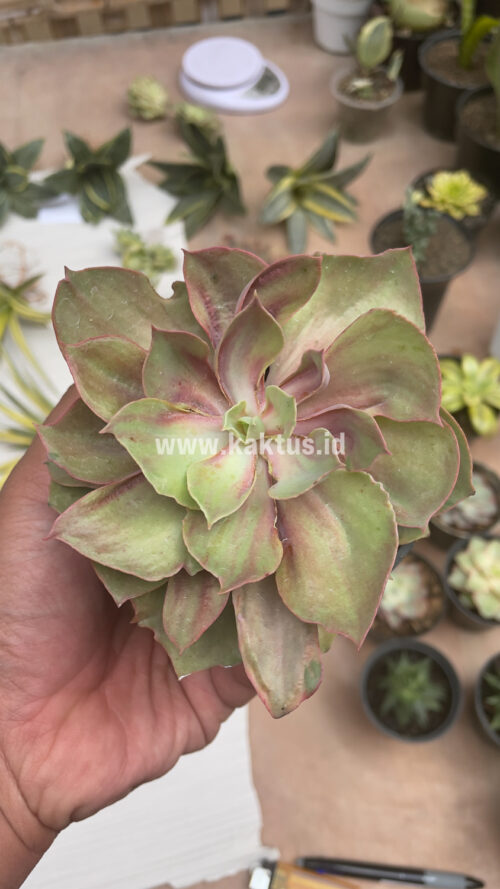 Echeveria Monster, real gallery image #23 plants. Picture taken directly from kaktus.id community Echeveria farmer green houses.