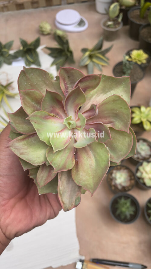 Echeveria Monster, real gallery image #1 plants. Picture taken directly from kaktus.id community Echeveria farmer green houses.