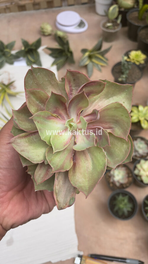 Echeveria Monster, real gallery image #22 plants. Picture taken directly from kaktus.id community Echeveria farmer green houses.