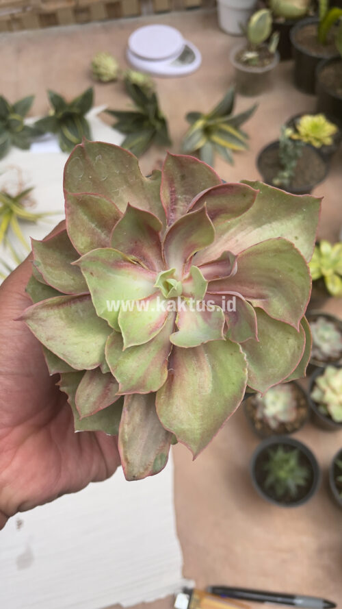Echeveria Monster, real gallery image #21 plants. Picture taken directly from kaktus.id community Echeveria farmer green houses.