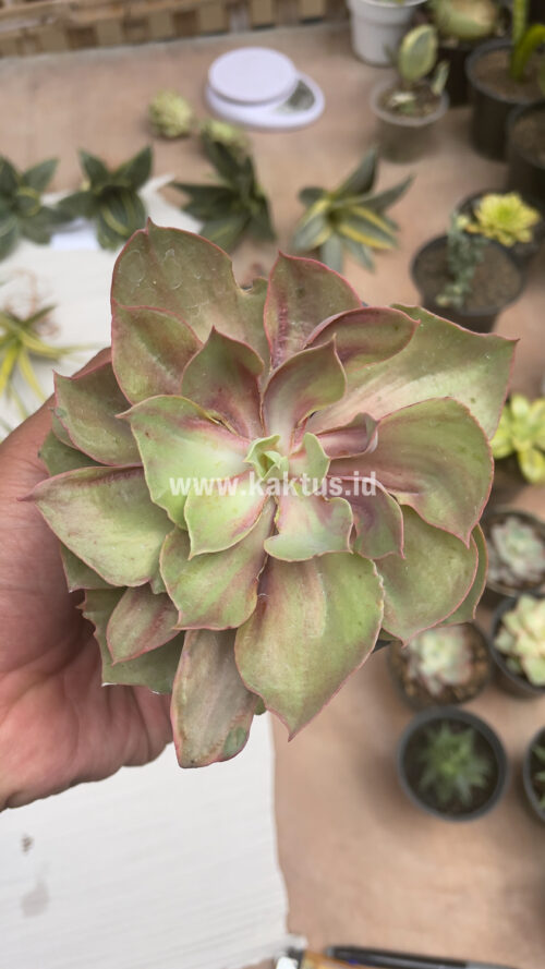 Echeveria Monster, real gallery image #20 plants. Picture taken directly from kaktus.id community Echeveria farmer green houses.
