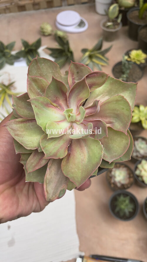 Echeveria Monster, real gallery image #19 plants. Picture taken directly from kaktus.id community Echeveria farmer green houses.