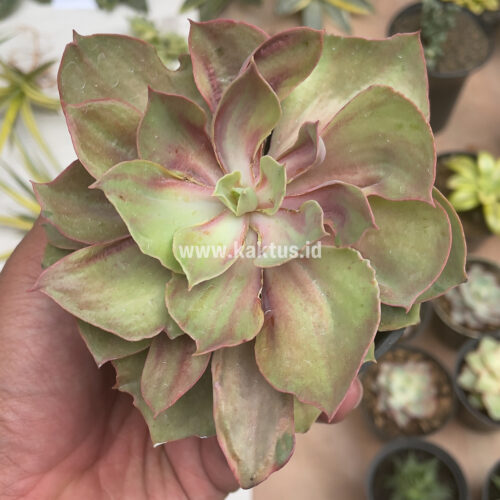 Echeveria Monster, real gallery image #26 plants. Picture taken directly from kaktus.id community Echeveria farmer green houses.