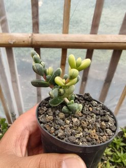 Corpuscularia Lehmannii Variegated, real gallery image #1 plants. Picture taken directly from kaktus.id community Corpuscularia farmer green houses.