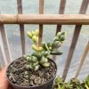 Corpuscularia Lehmannii Variegated, real feature image plant. Picture taken directly from kaktus.id community Corpuscularia farmer green houses.