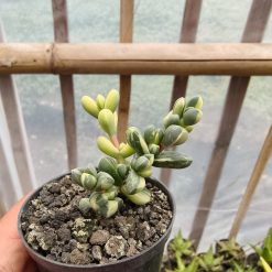 Corpuscularia Lehmannii Variegated, real feature image plant. Picture taken directly from kaktus.id community Corpuscularia farmer green houses.