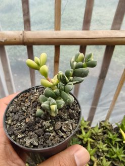 Corpuscularia Lehmannii Variegated, real gallery image #2 plants. Picture taken directly from kaktus.id community Corpuscularia farmer green houses.