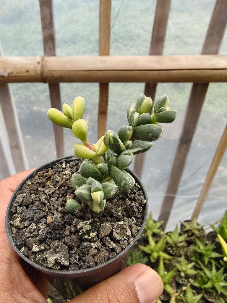kaktus.id