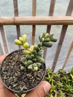 Corpuscularia Lehmannii Variegated, real gallery image #3 plants. Picture taken directly from kaktus.id community Corpuscularia farmer green houses.