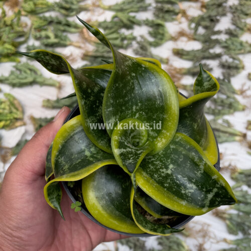 Sansevieria Tsunami Twister, real gallery image #12 plants. Picture taken directly from kaktus.id community Sansevieria farmer green houses.