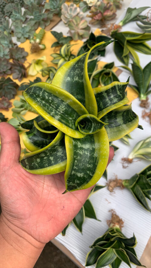 Sansevieria Tsunami Twister, real gallery image #15 plants. Picture taken directly from kaktus.id community Sansevieria farmer green houses.