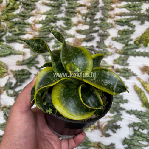 Sansevieria Tsunami Twister, real gallery image #11 plants. Picture taken directly from kaktus.id community Sansevieria farmer green houses.
