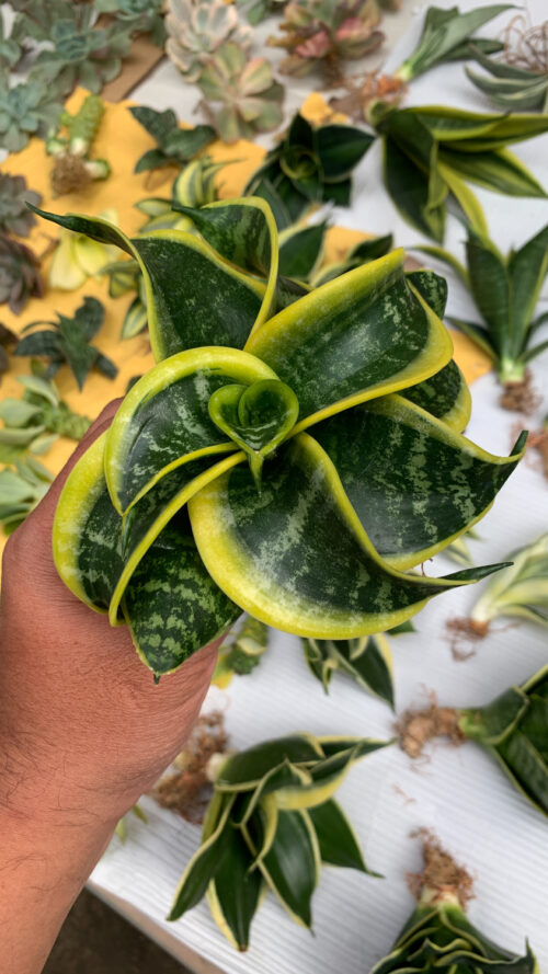 Sansevieria Tsunami Twister, real gallery image #4 plants. Picture taken directly from kaktus.id community Sansevieria farmer green houses.