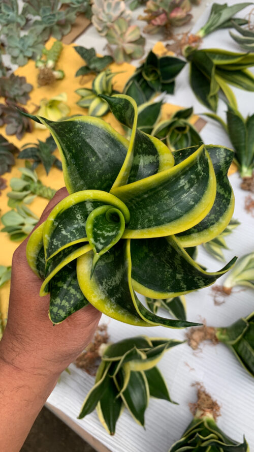 Sansevieria Tsunami Twister, real gallery image #2 plants. Picture taken directly from kaktus.id community Sansevieria farmer green houses.