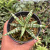 Sansevieria Balii Mini, real gallery image #2 plants. Picture taken directly from kaktus.id community Sansevieria farmer green houses.