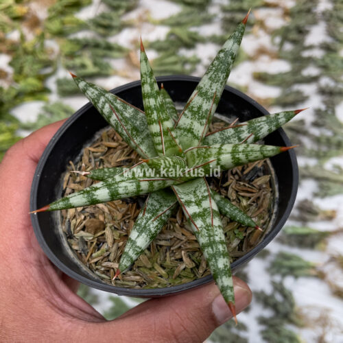 Sansevieria Balii Mini, real gallery image #6 plants. Picture taken directly from kaktus.id community Sansevieria farmer green houses.