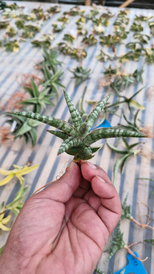 Sansevieria Balii Mini, real gallery image #4 plants. Picture taken directly from kaktus.id community Sansevieria farmer green houses.