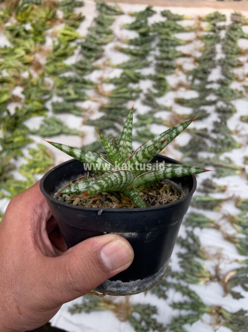 Sansevieria Balii Mini, real gallery image #8 plants. Picture taken directly from kaktus.id community Sansevieria farmer green houses.