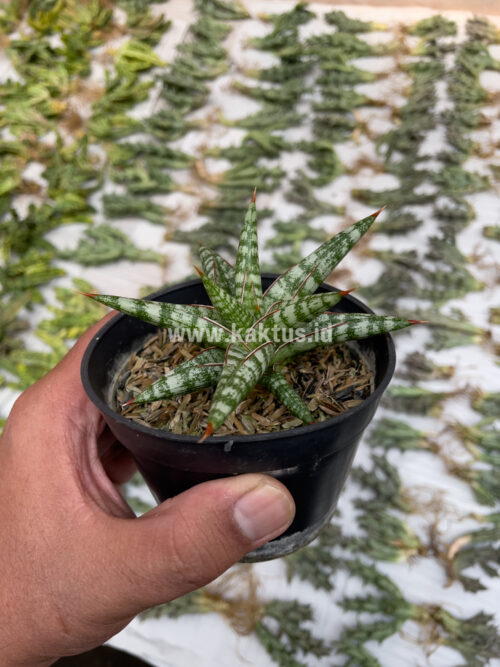 Sansevieria Balii Mini, real gallery image #3 plants. Picture taken directly from kaktus.id community Sansevieria farmer green houses.