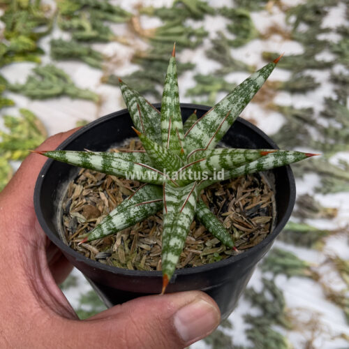 Sansevieria Balii Mini, real gallery image #11 plants. Picture taken directly from kaktus.id community Sansevieria farmer green houses.