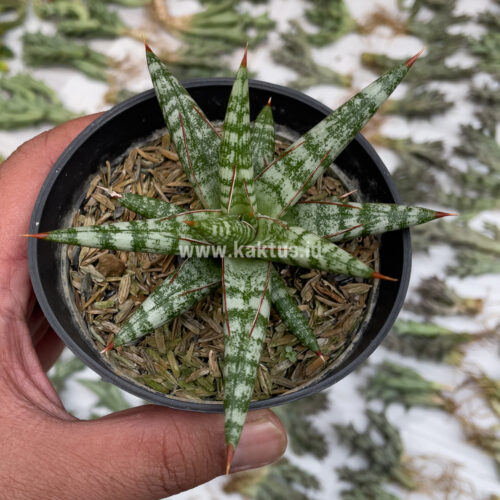 Sansevieria Balii Mini, real gallery image #9 plants. Picture taken directly from kaktus.id community Sansevieria farmer green houses.