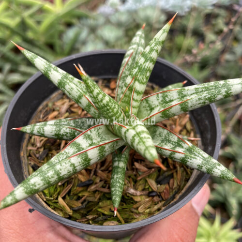 Sansevieria Balii Mini, real gallery image #10 plants. Picture taken directly from kaktus.id community Sansevieria farmer green houses.