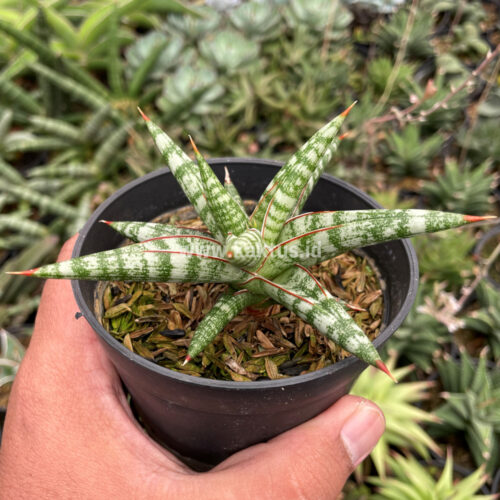 Sansevieria Balii Mini, real gallery image #7 plants. Picture taken directly from kaktus.id community Sansevieria farmer green houses.
