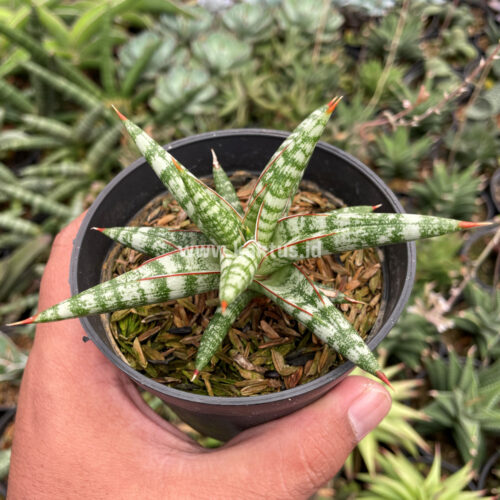Sansevieria Balii Mini, real gallery image #5 plants. Picture taken directly from kaktus.id community Sansevieria farmer green houses.