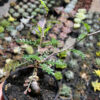 Lannea Arata, real gallery image #2 plants. Picture taken directly from kaktus.id community Lannea farmer green houses.