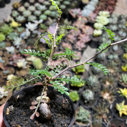 Lannea Arata, real gallery image #2 plants. Picture taken directly from kaktus.id community Lannea farmer green houses.