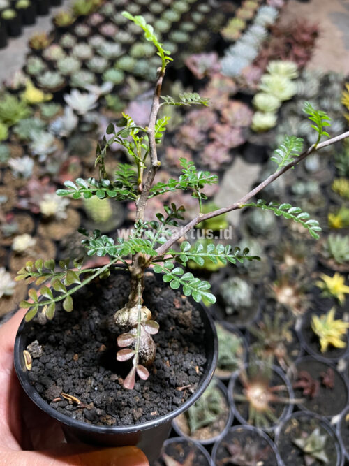 Lannea Arata, real gallery image #4 plants. Picture taken directly from kaktus.id community Lannea farmer green houses.