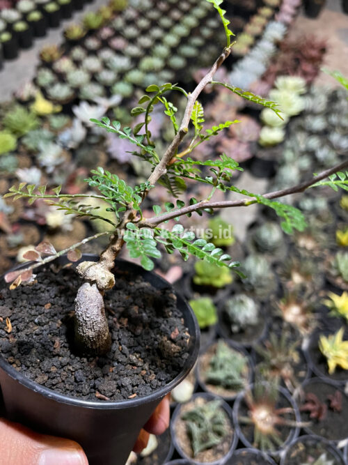 Lannea Arata, real gallery image #1 plants. Picture taken directly from kaktus.id community Lannea farmer green houses.