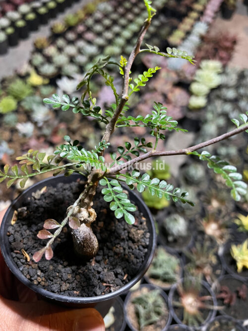 Lannea Arata, real gallery image #5 plants. Picture taken directly from kaktus.id community Lannea farmer green houses.
