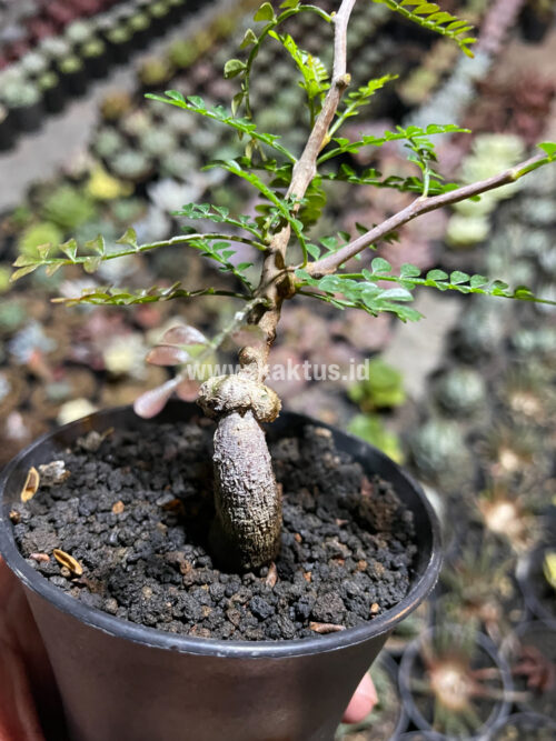 Lannea Arata, real gallery image #7 plants. Picture taken directly from kaktus.id community Lannea farmer green houses.
