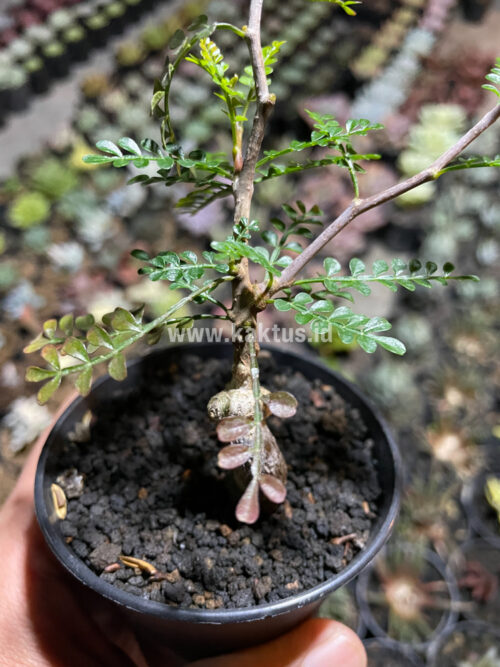 Lannea Arata, real gallery image #8 plants. Picture taken directly from kaktus.id community Lannea farmer green houses.