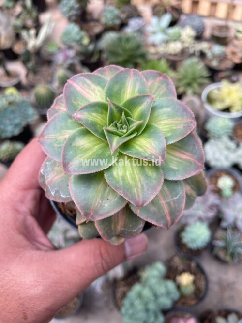 Aeonium Decorum CV. Moonburst, real gallery image #13 plants. Picture taken directly from kaktus.id community Aeonium farmer green houses.