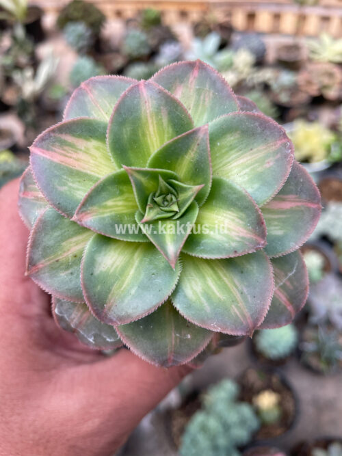 Aeonium Decorum CV. Moonburst, real gallery image #4 plants. Picture taken directly from kaktus.id community Aeonium farmer green houses.