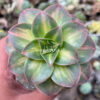 Aeonium Decorum CV. Moonburst, real feature image plant. Picture taken directly from kaktus.id community Aeonium farmer green houses.