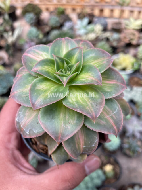 Aeonium Decorum CV. Moonburst, real gallery image #2 plants. Picture taken directly from kaktus.id community Aeonium farmer green houses.