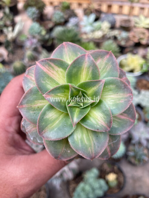 Aeonium Decorum CV. Moonburst, real gallery image #12 plants. Picture taken directly from kaktus.id community Aeonium farmer green houses.