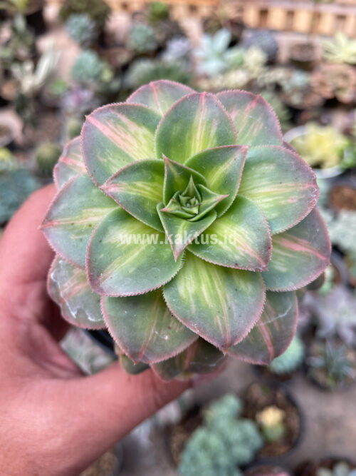 Aeonium Decorum CV. Moonburst, real gallery image #11 plants. Picture taken directly from kaktus.id community Aeonium farmer green houses.