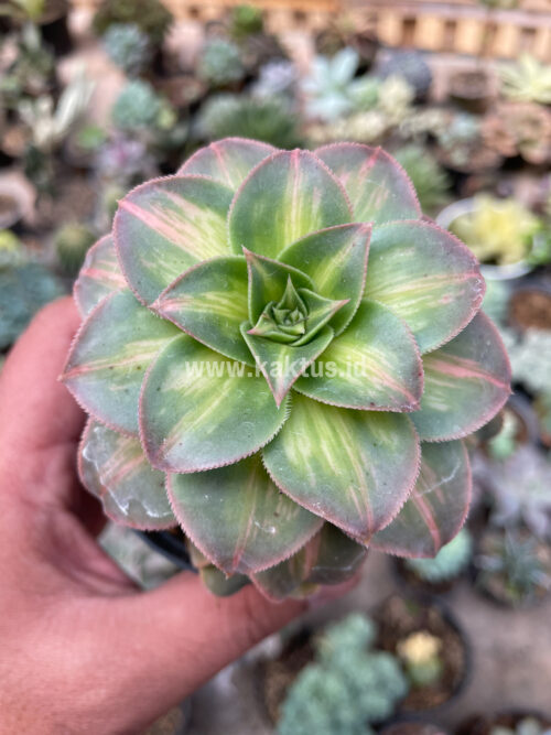 Aeonium Decorum CV. Moonburst, real gallery image #10 plants. Picture taken directly from kaktus.id community Aeonium farmer green houses.