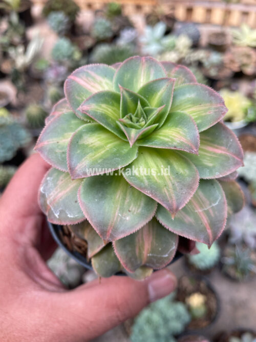 Aeonium Decorum CV. Moonburst, real gallery image #9 plants. Picture taken directly from kaktus.id community Aeonium farmer green houses.