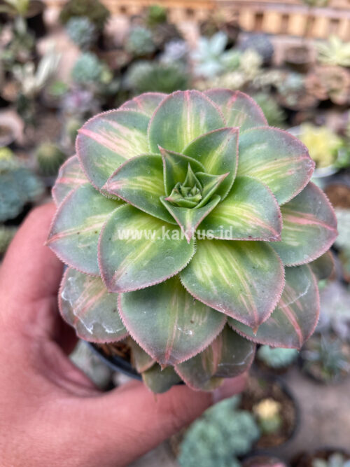 Aeonium Decorum CV. Moonburst, real gallery image #8 plants. Picture taken directly from kaktus.id community Aeonium farmer green houses.